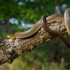 Uzovka stromova - Zamenis longissimus - Aesculapean Snake o0061